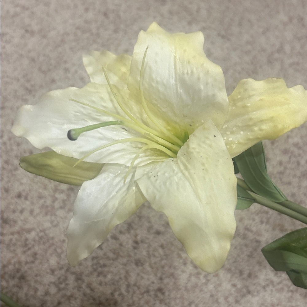 Cream Lily Flower Stems - Picture 3 of 4